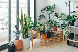 Add These Indoor Plants in your Home, if you Want to Achieve Safe and Cozy Environment